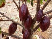 Hybrid Cacao from Davao
