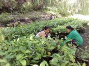 New Cacao Propagator in Bohol